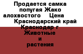 Продается самка попугая Жако алохвостого. › Цена ­ 70 000 - Краснодарский край, Краснодар г. Животные и растения » Птицы   . Краснодарский край